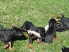 estate dogs dobermans